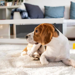678e5695d4d29999ddb04a31_purebred-beagle-dog-lying-on-carpet-in-living-room-2024-10-16-09-21-32-utc